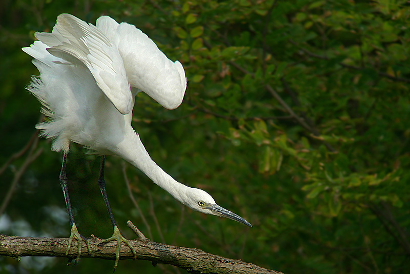 Garzetta in Digiscoping